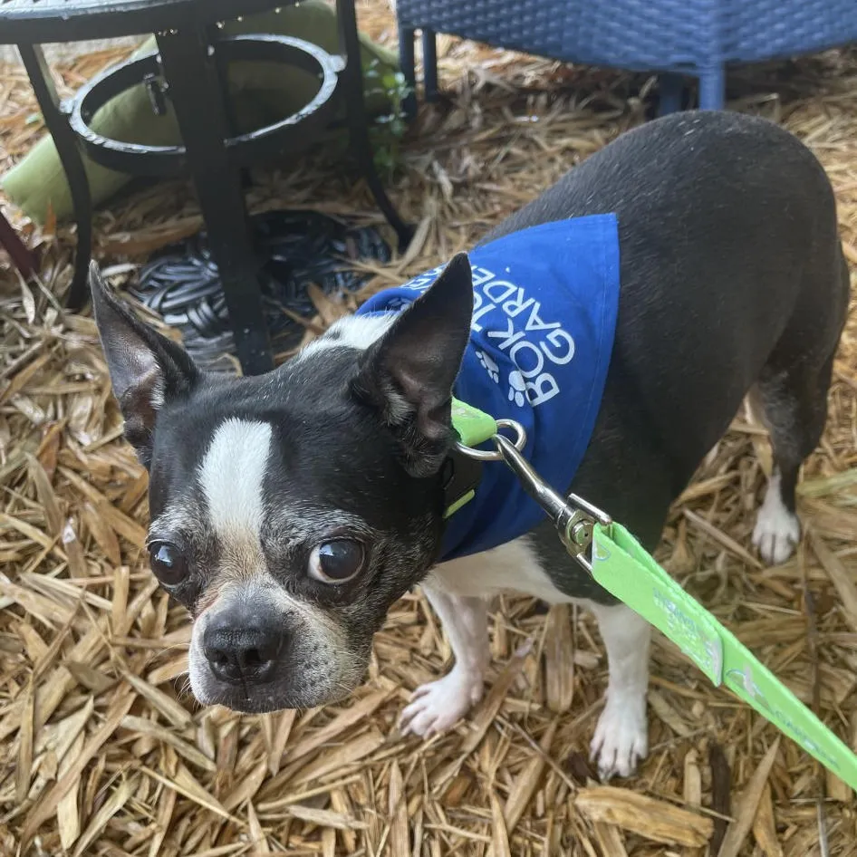 Dog Bandana - Bok Tower Gardens