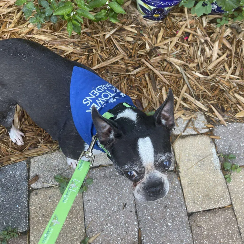 Dog Bandana - Bok Tower Gardens