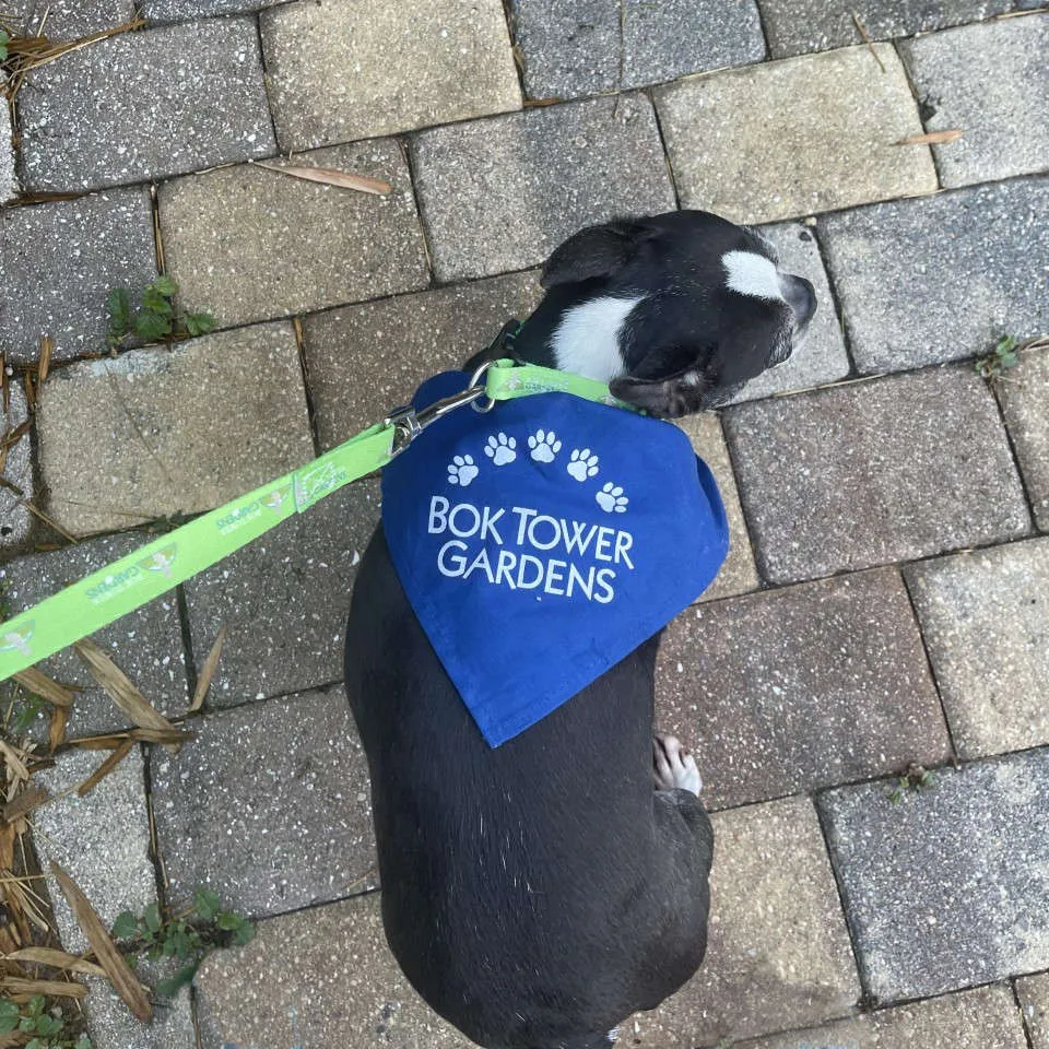 Dog Bandana - Bok Tower Gardens