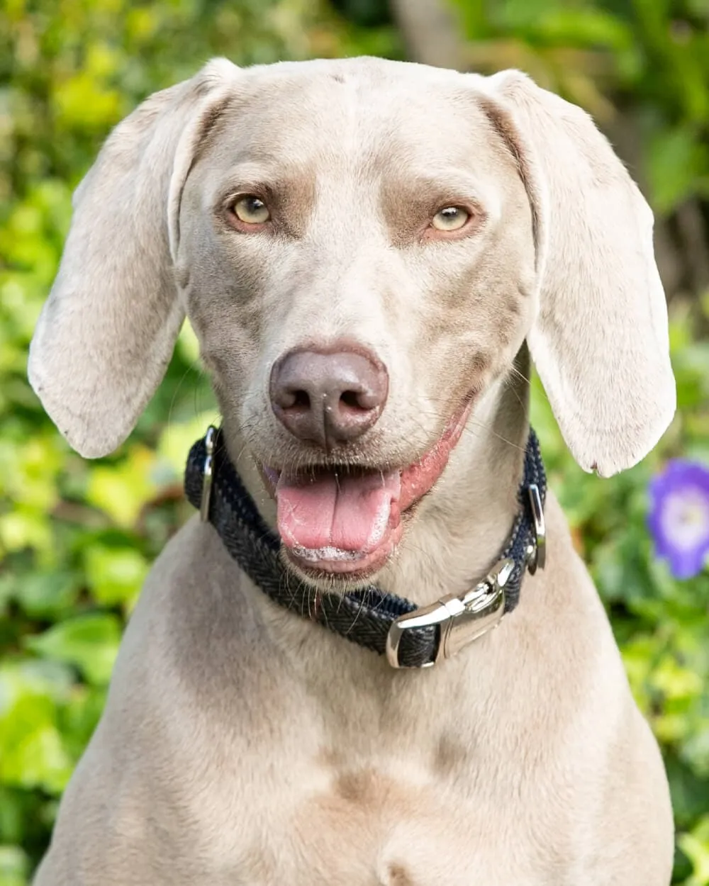 Grey Checked Herringbone Tweed Dog Collar